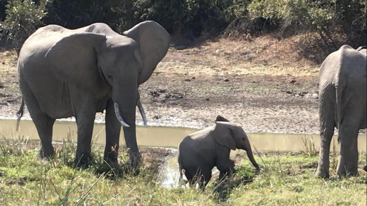 Marula Lodge Mfuwe Экстерьер фото