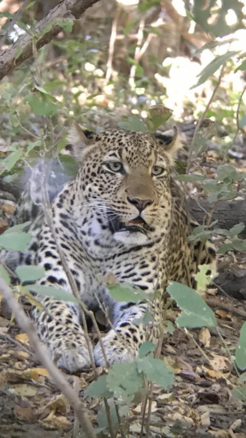 Marula Lodge Mfuwe Экстерьер фото